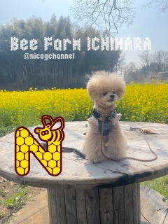 �p�p�͏����ł������Ƃ��ɏ悹��ƃI���I������c
