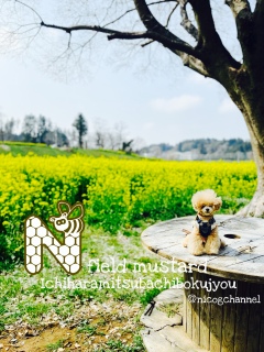 �j�R�����͂������͓I�ł��I