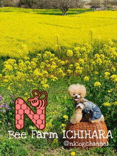 ���x�Ȃ���{�c�ɂł��Ȃ��̂œ����悤�Ȏʐ^�ڂ��Ă��܂����ǁc