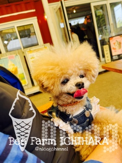 �j�R����[��A�C�X�H�ׂ�H