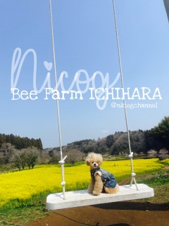 �����Ă܂��u�����R�G���A��