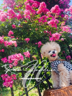 �s���̃o������