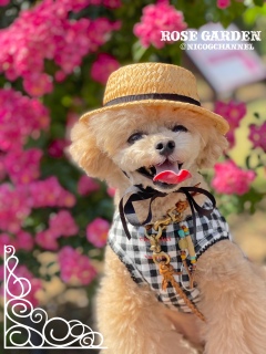 �n�[�g��ȃj�R�W�܂�