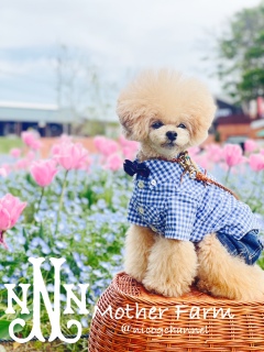 �����Ȃ������̃{�N