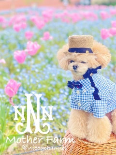 ��D���Ȃ��X�q�����Q