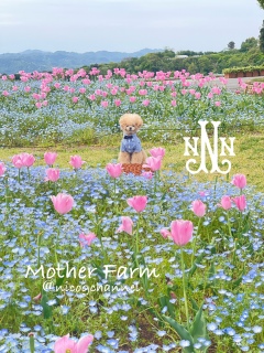 �l���t�B���̎������f�G���Ə��߂Ēm��