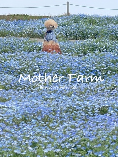 Nemophila Blue