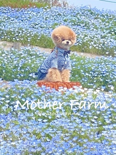 �J�S�̏�ŃW�b�Ƒ҂j�R�W�܂�