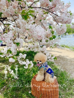 ���d���ƃj�R�W�܂�