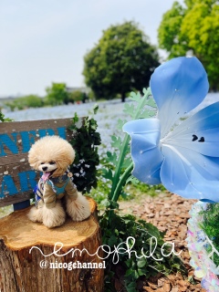 �I�u�W�F�D���߂��ĉ������B���[