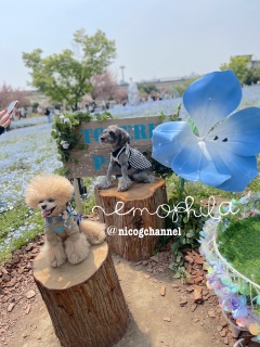 �X�e�[�W�Ŋ撣��j�R����