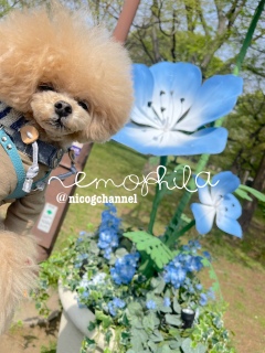 �A�蓹�ɂ��傫�ȃl���t�B���I�u�W�F