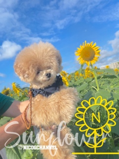 �ł��I����Ă��������ł����́c
