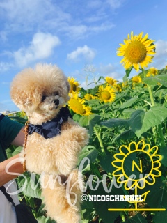 �S�R�B��ĂȂ����ǌ������Ɛ󂪍D���߂��āc