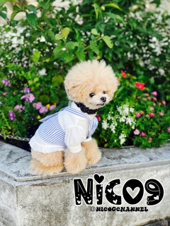 ���V�C���肵�Ă�������SC���s���Ȃ��ƂˁI