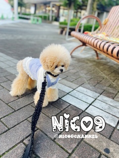 �G�v�����̊�{