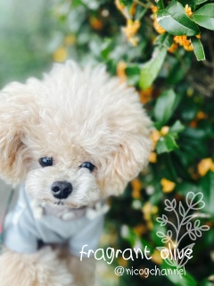 �g���~���O�܂Ō㐔���I