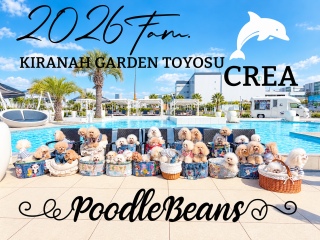 poodle beans������2026