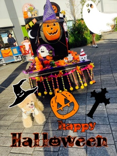 �����happy Halloween