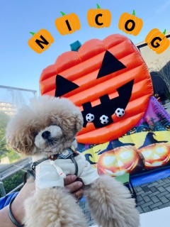 �A�蓹�̏Z������ł̃C�x���g���Ă���